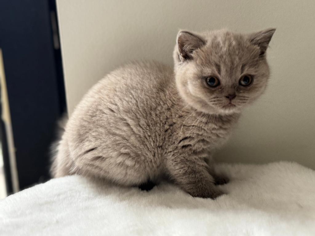 Britse korthaar, Dieren en Toebehoren, Katten en Kittens | Raskatten | Korthaar, Poes, 0 tot 2 jaar, Met stamboom, Gechipt, Ontwormd