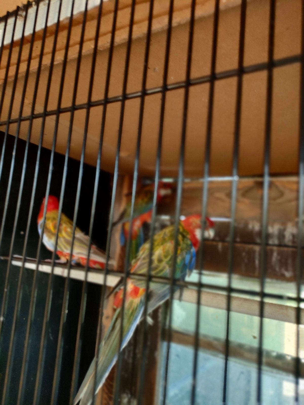 rosellas 2026, opaline en cinnamon, Dieren en Toebehoren, Vogels | Parkieten en Papegaaien, Geslacht onbekend, Parkiet, Geringd