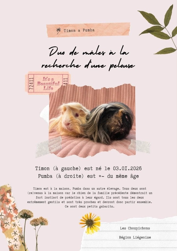 Guinea Pig Cochon d’Inde Cavia, Enlèvement