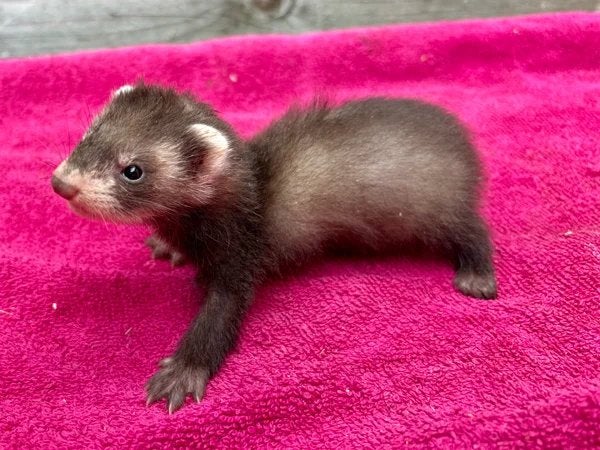 Jeunes furet femelle(furetons), Mai, Femelle