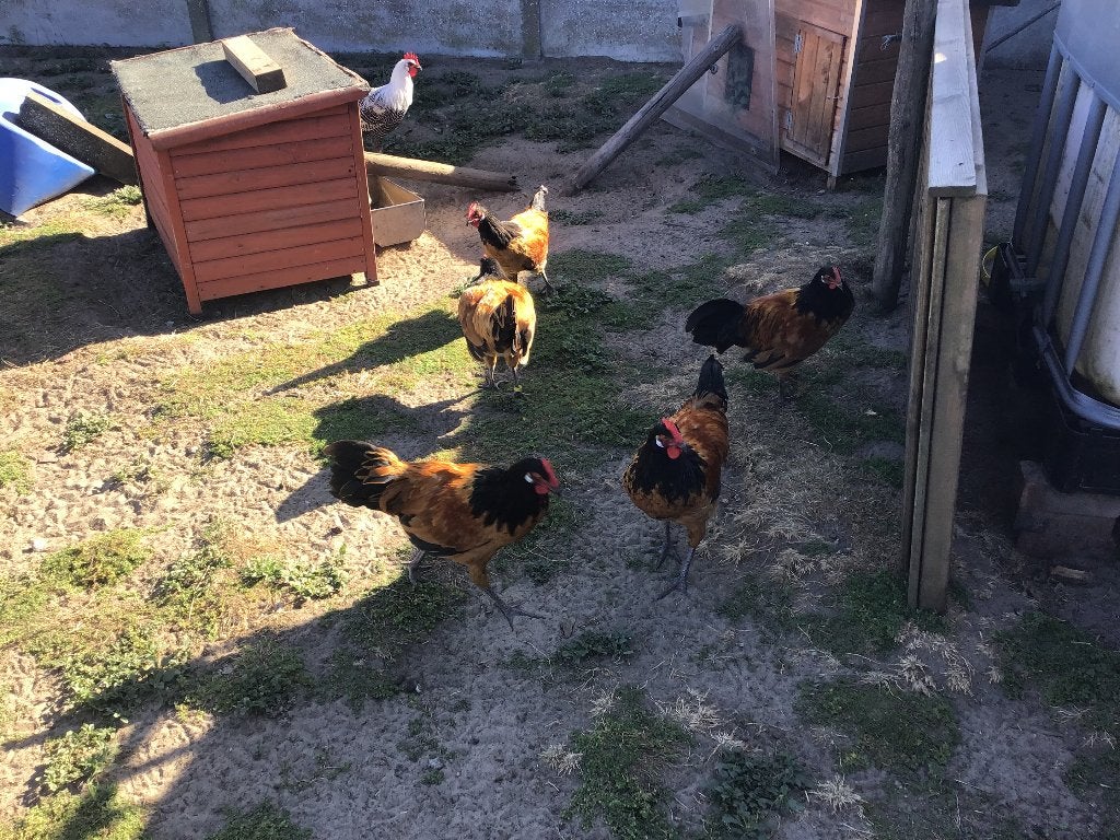 Vorwerk hanen, Dieren en Toebehoren, Pluimvee, Mannelijk, Kip