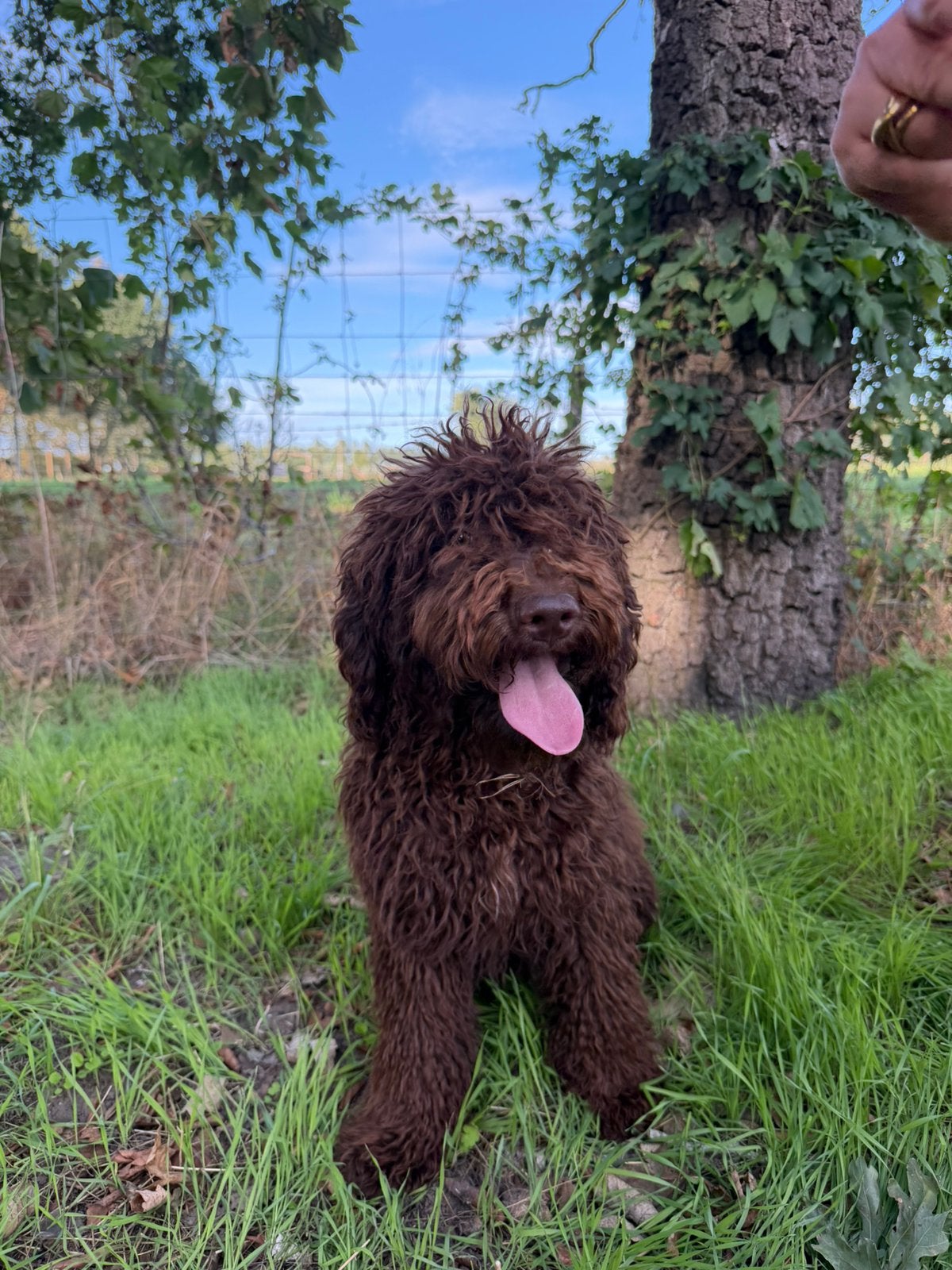 Mooie medium labradoodle pups!, België, 15 weken tot 1 jaar, CDV (hondenziekte), Labrador retriever