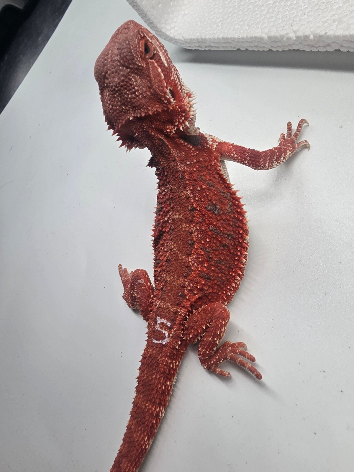 red monster, hypo, man, Dieren en Toebehoren