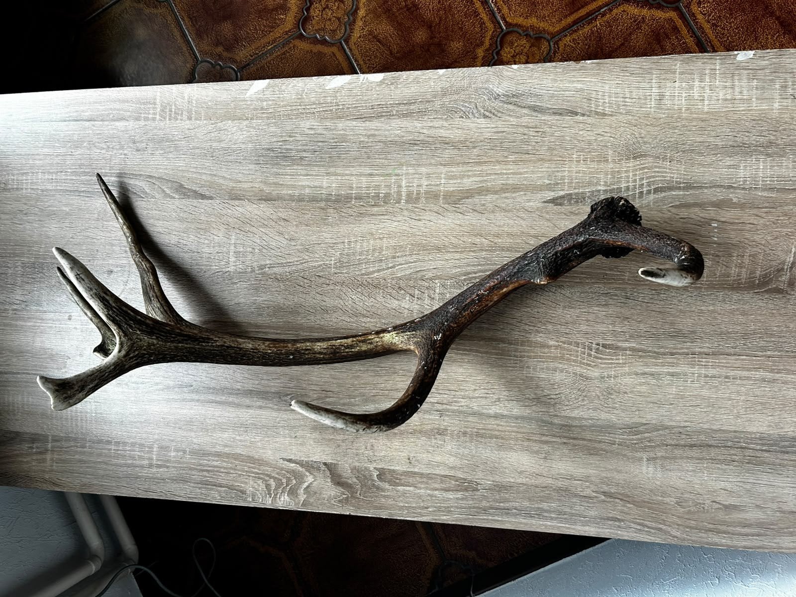 Groot hertengeweien stang Natuurlijke
afwerphoorn 90cm/2,3kg, Verzamelen, Ophalen