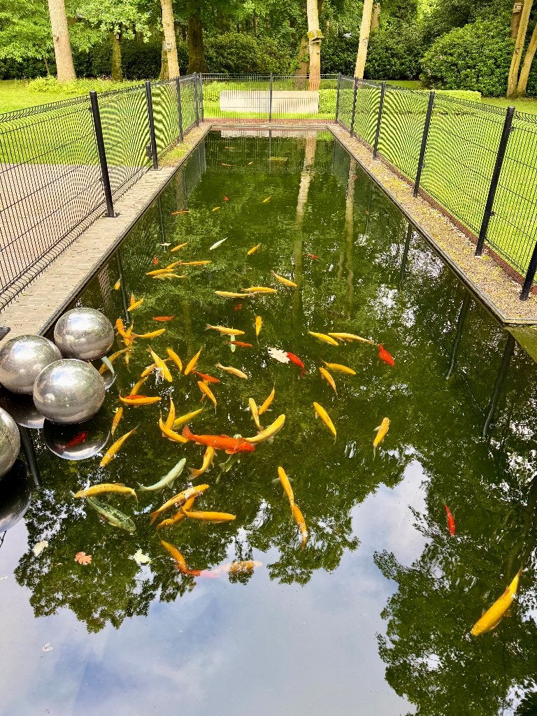 Koi vissen te koop, Dieren en Toebehoren, Vissen | Vijvervissen