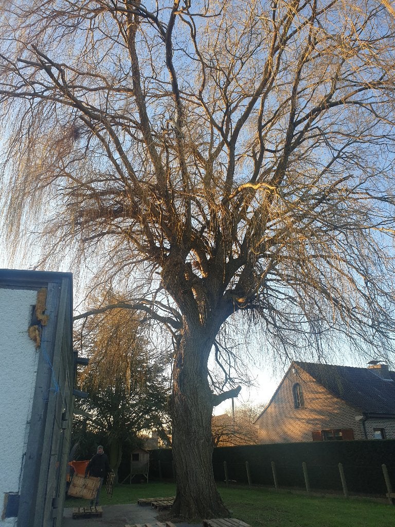 Travaux d'abattage / démontage / élagage d'arbres, Jardin & Terrasse, Enlèvement