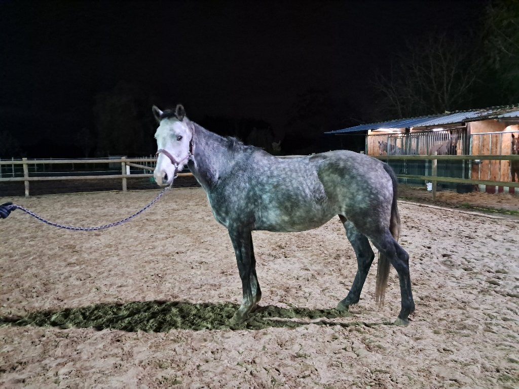Dressuurpaard, fokmerrie, draagmerrie, project paard, Dieren en Toebehoren, Merrie, Met stamboom, Dressuurpaard, Zadelmak