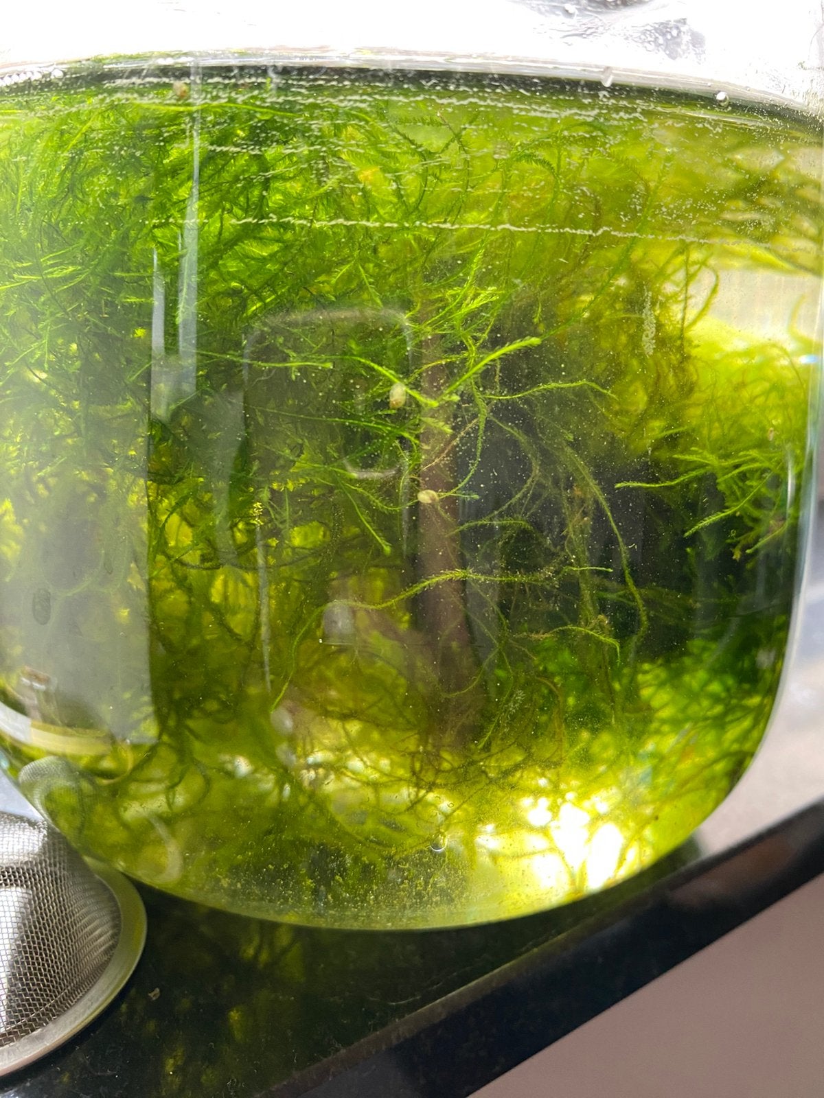 Aquarium mos, Dieren en Toebehoren, Vissen | Aquaria en Toebehoren, Ophalen, Zo goed als nieuw