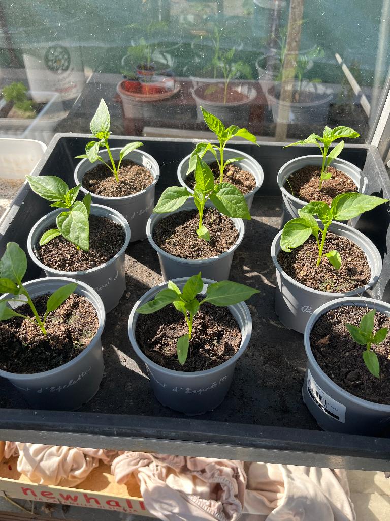 Plants de piments d’Espelette et poivrons Bonnet d’Evêque, Jardin & Terrasse, Plantes | Jardin, Annuelle, Plein soleil, Été, Enlèvement