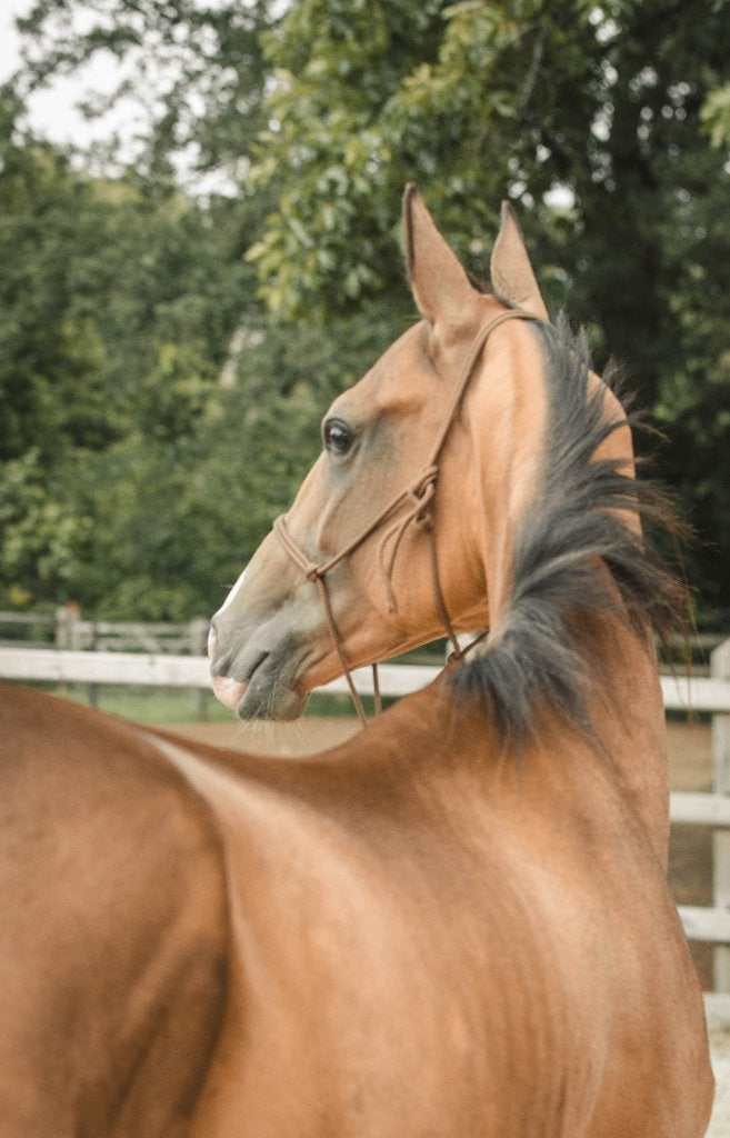 Ruine d'Akhal-Teke en peau de daim, âgée de 3 ans, Animaux & Accessoires, Moins de 160 cm, Non dressé, Cheval de récréation, 3 à 6 ans