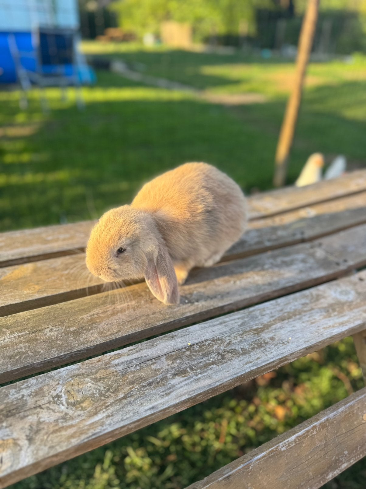 Franse hangoor konijn rammetjes, Mannelijk, Groot, Hangoor