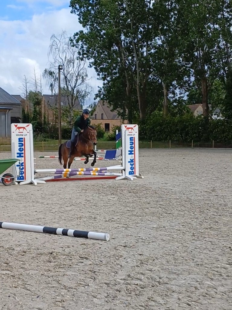 c pony, Animaux & Accessoires, Avec pedigree, Poney C (1.27 m à 1.37m), B, Hongre