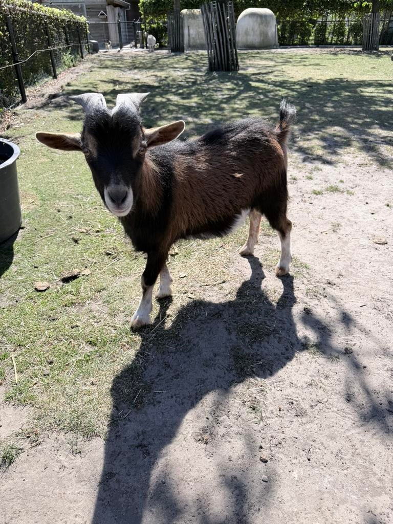 Tamme dwerggeit bok, Dieren en Toebehoren, Mannelijk, Geit, 0 tot 2 jaar