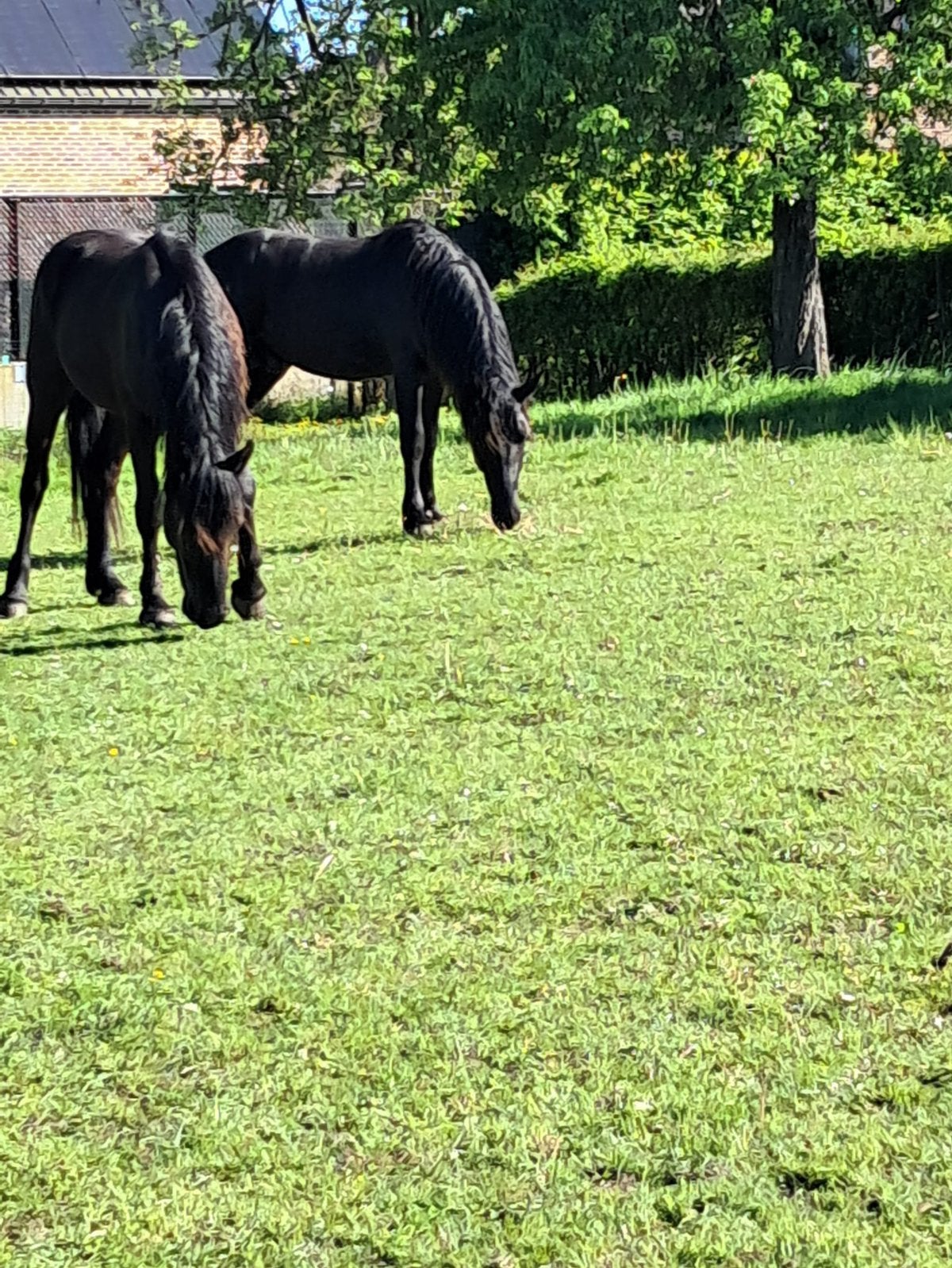 2 Merems hengsten 2jaar, Animaux & Accessoires, Chevaux