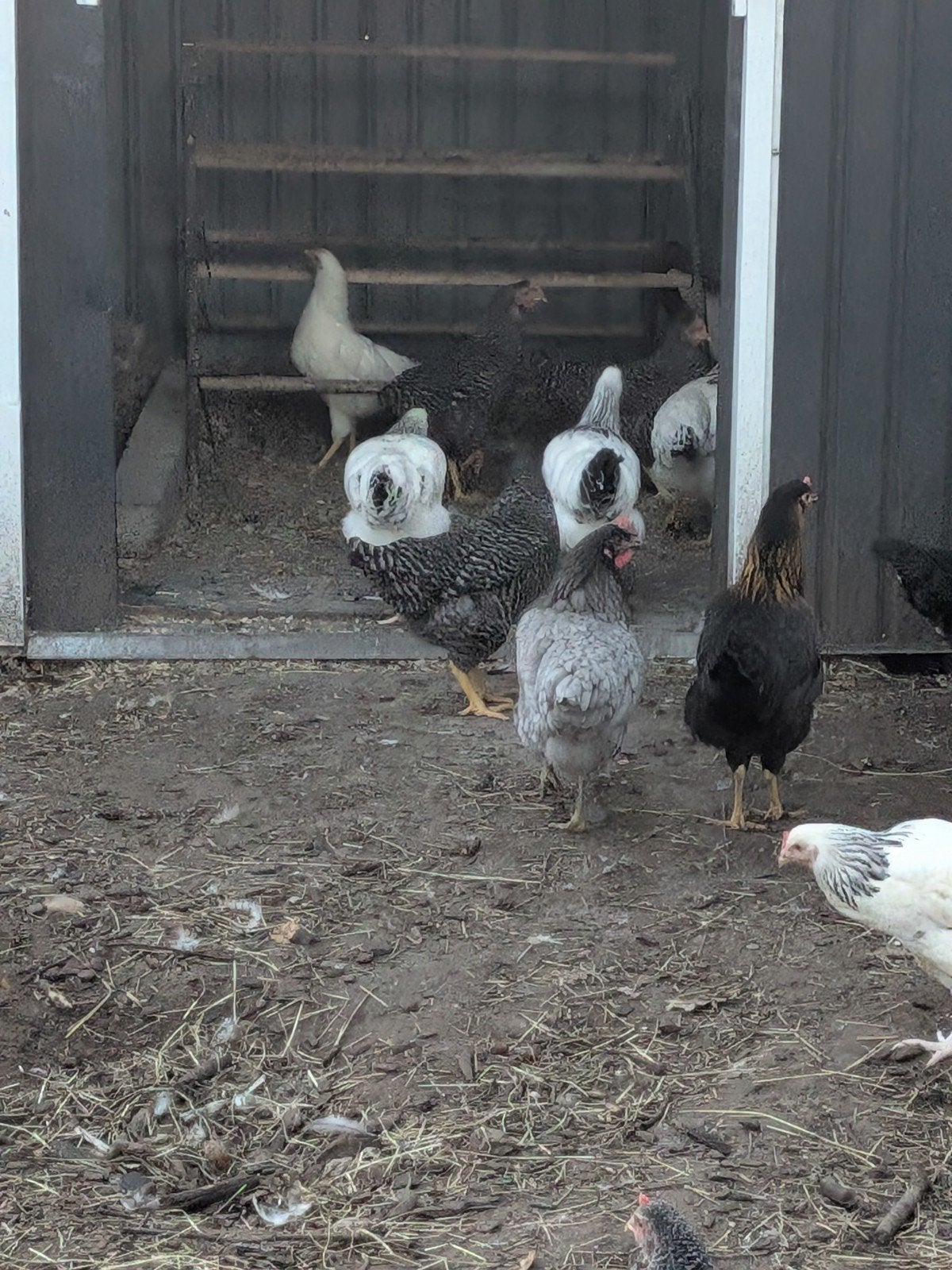 legkippen, Dieren en Toebehoren