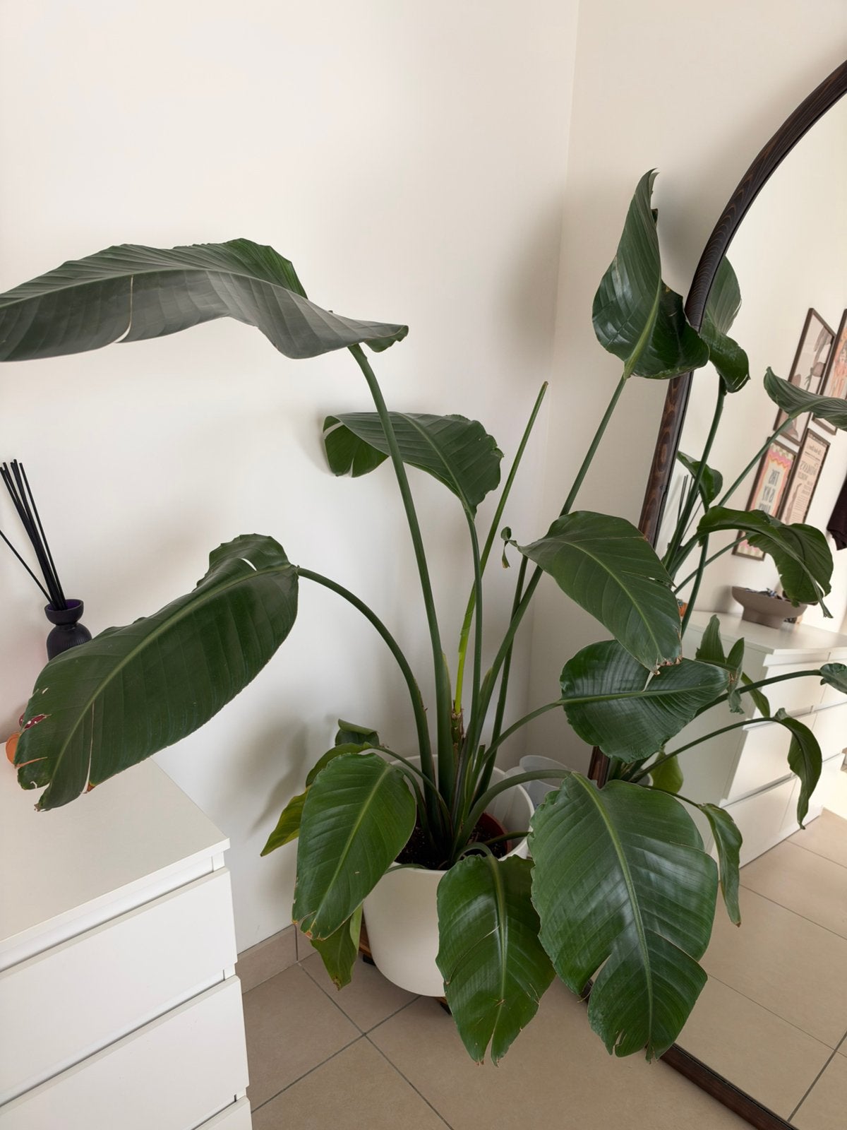 Sterilitzia plant, Huis en Inrichting, Ophalen
