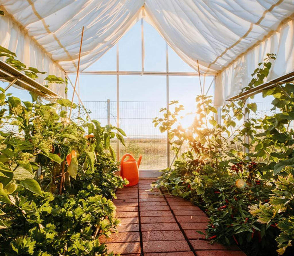 Gezocht: groenten- en kruidenplantjes voor mijn nieuwe serre, Jardin & Terrasse, Enlèvement, Comme neuf