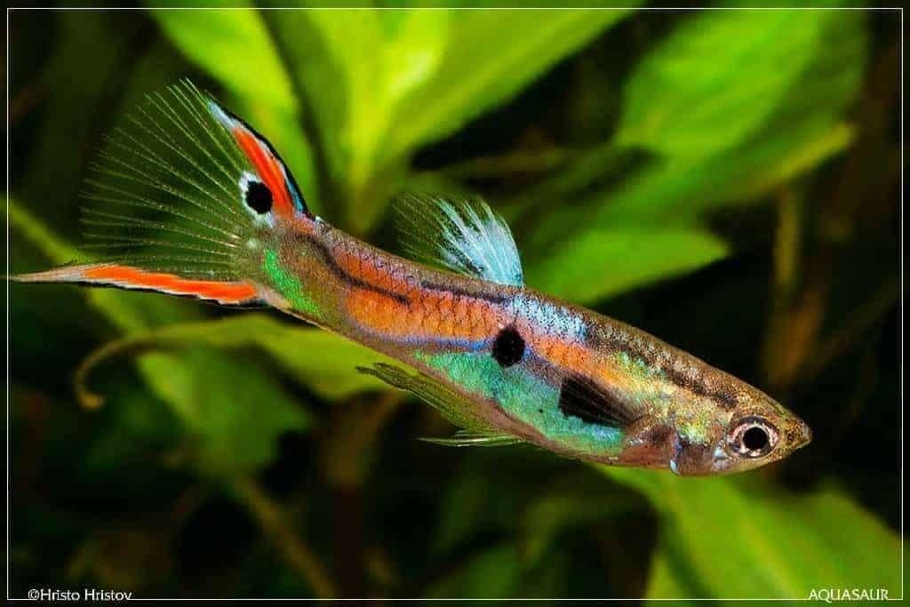 Guppy's (endler), Dieren en Toebehoren, Vissen | Aquariumvissen, Zoetwatervis, Vis