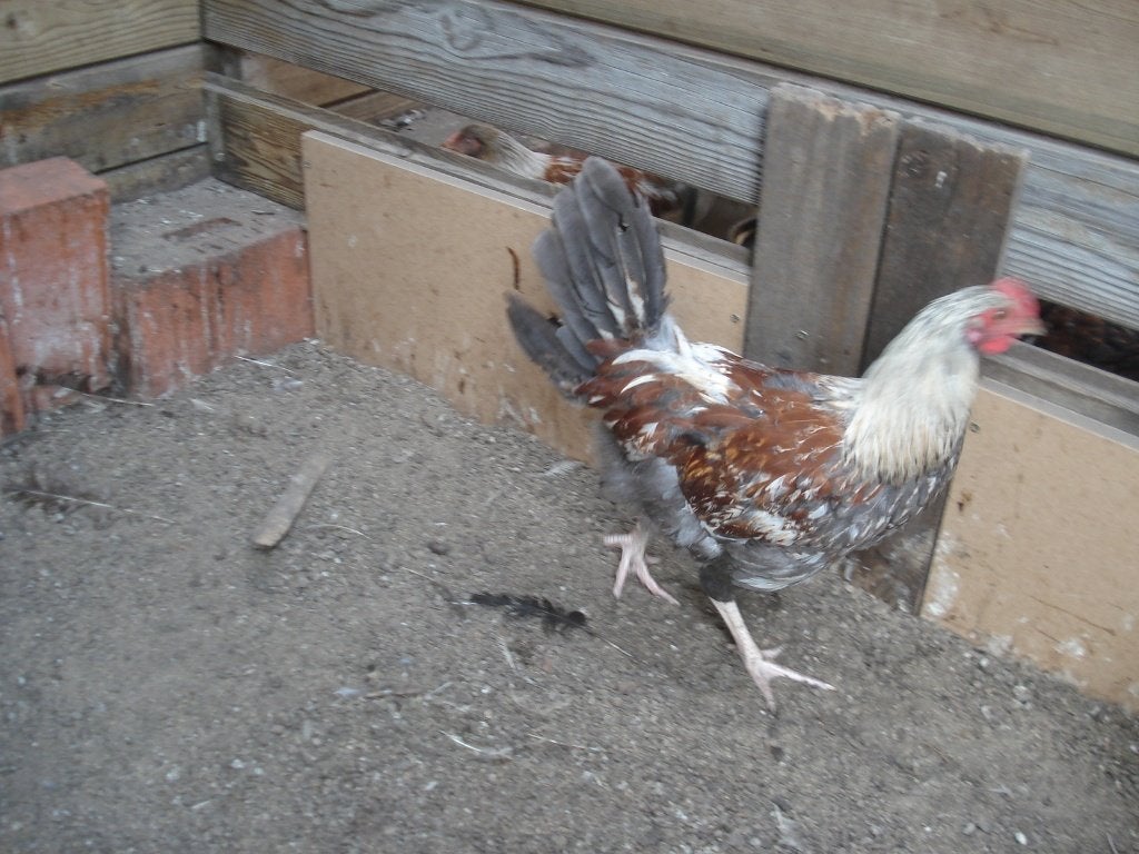 haan (kruising), Mannelijk, Kip