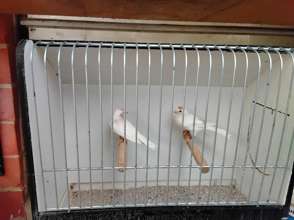 Ik zoek barmsijs man, Animaux & Accessoires, Oiseaux | Oiseaux Autre, Mâle, Oiseau chanteur sauvage, Bagué