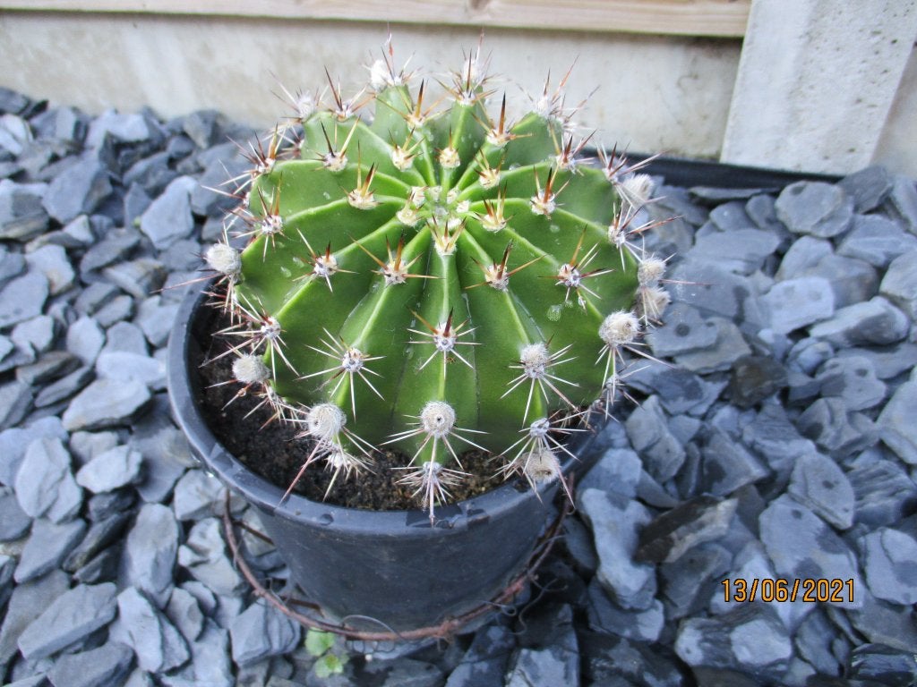 verschillende cactussen, Ophalen, Vaste plant