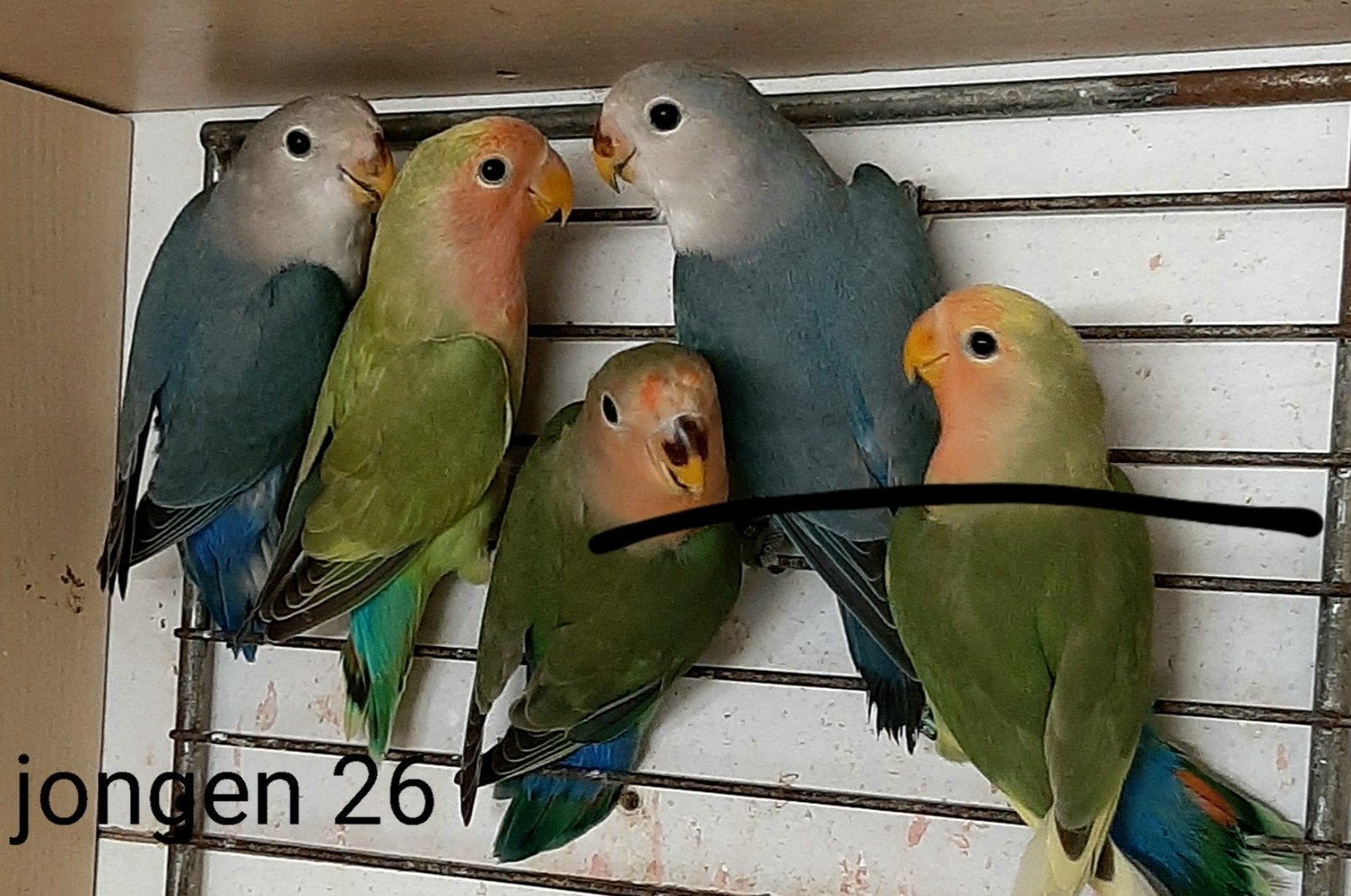 roseicollies te koop, Dieren en Toebehoren, Geslacht onbekend, Dwergpapegaai of Agapornis, Geringd