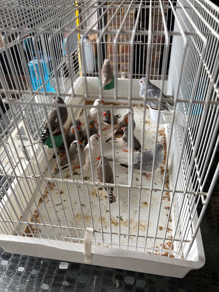 Oiseaux, Animaux & Accessoires, Bagué