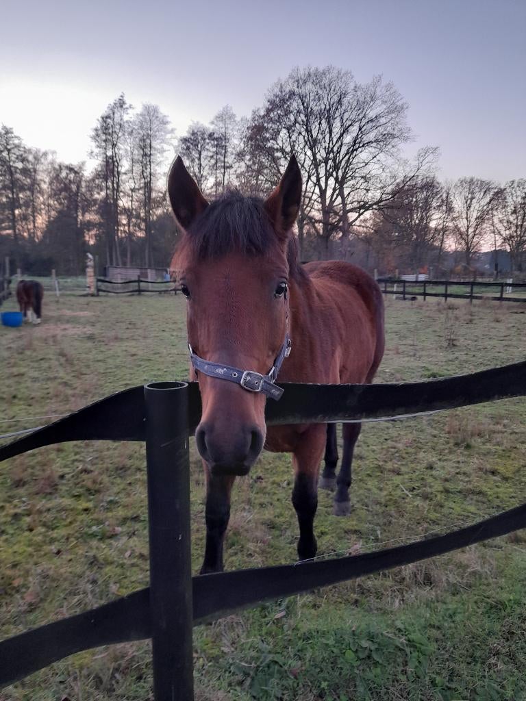 koetspaard, Dieren en Toebehoren, Merrie, Niet van toepassing, Tuigpony, D pony (1.37m tot 1.48m)