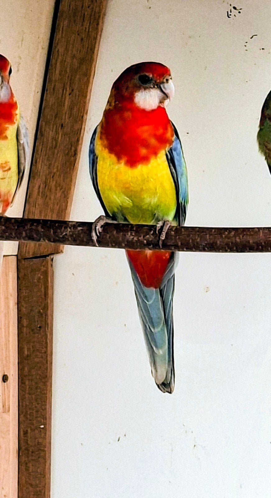 rosella man van 2026, Bagué