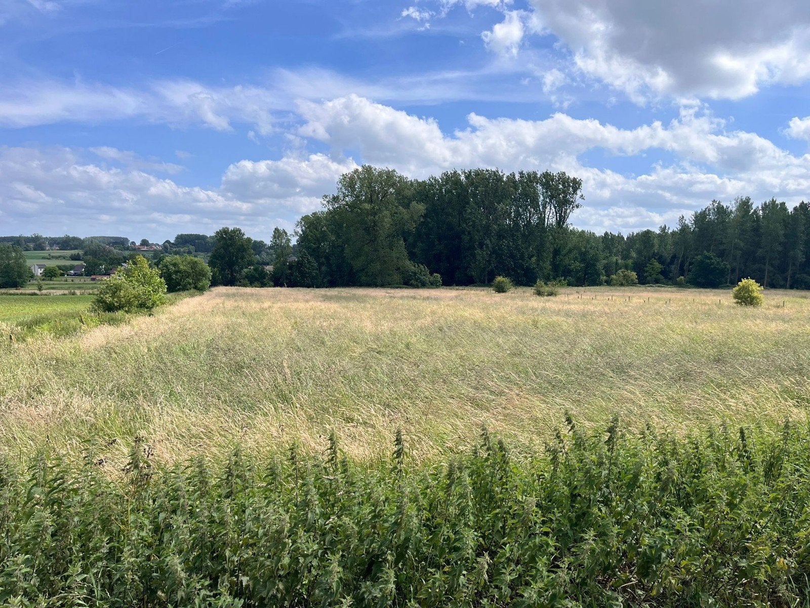 Gras gezocht, Ophalen of Verzenden
