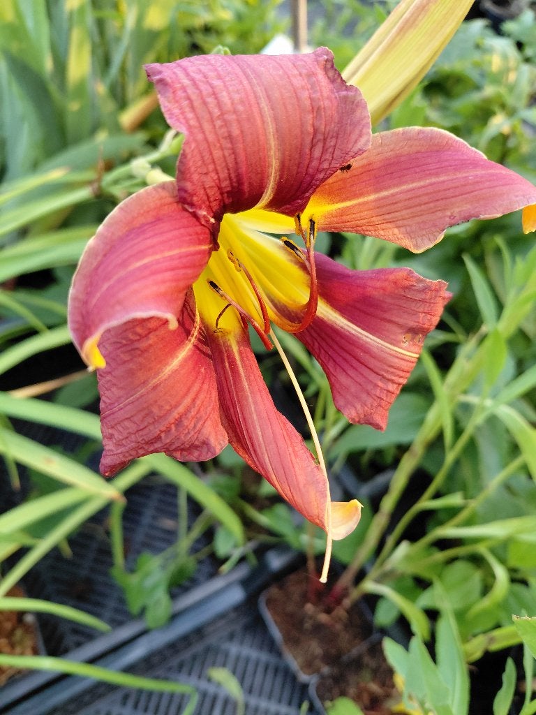 Hemerocallis Purple Waters, Tuin en Terras, Ophalen