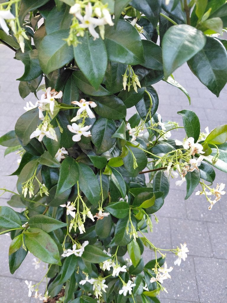 Toscaanse Jasmijn, Tuin en Terras, Ophalen
