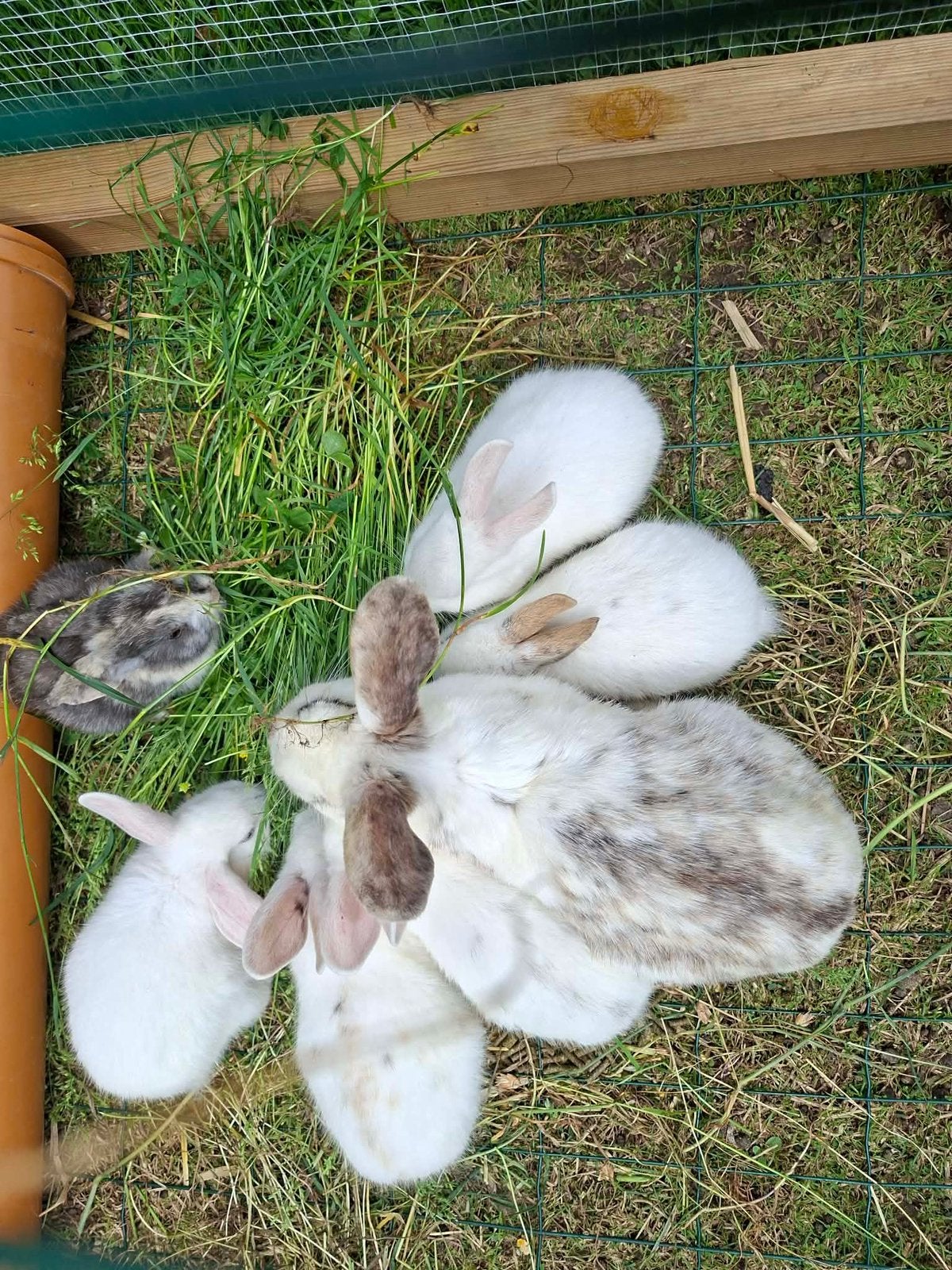 dwergkonijntjes, Dieren en Toebehoren, Konijnen, Vrouwelijk, Klein, 0 tot 2 jaar