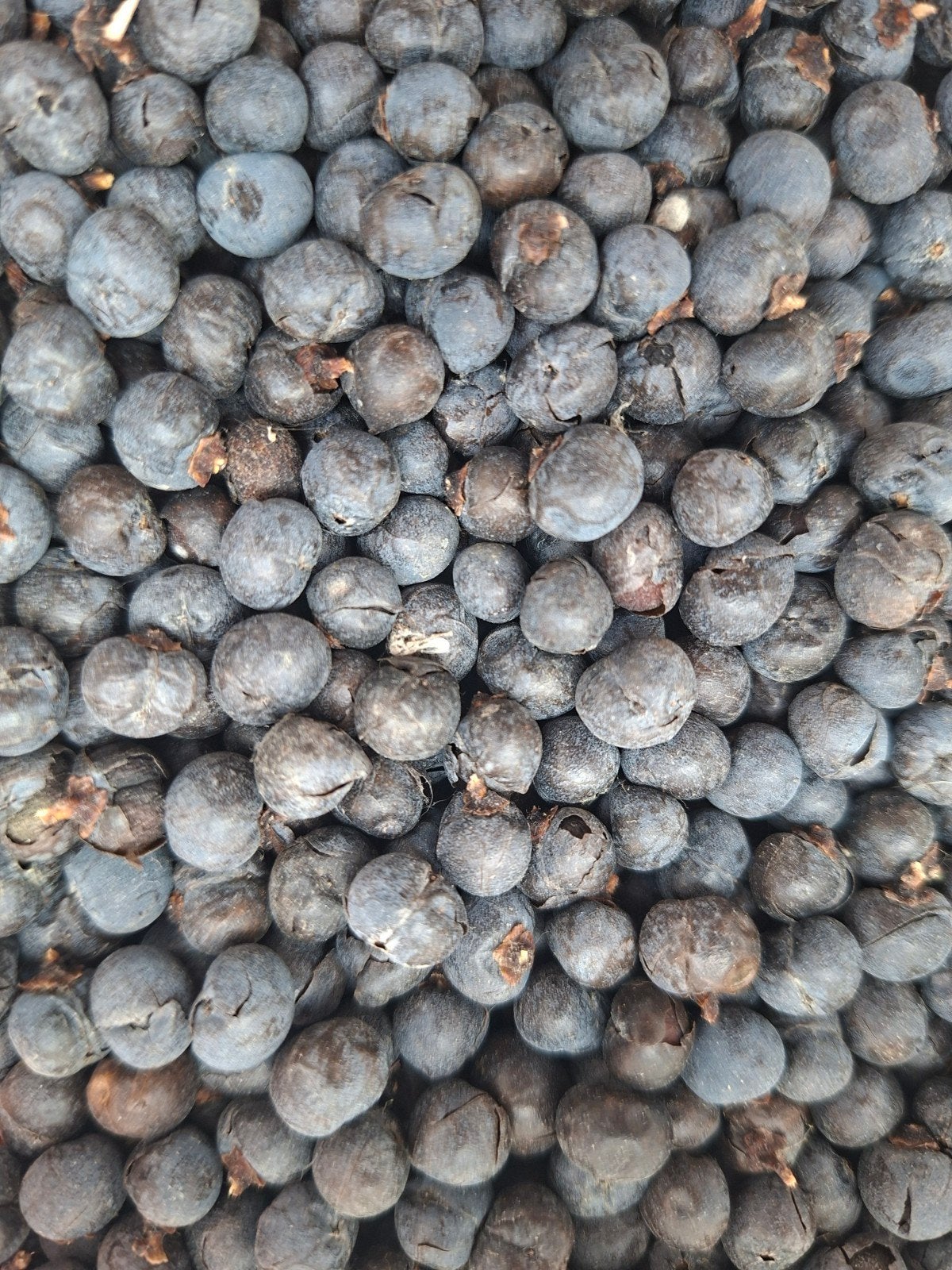 palmboom pitten 20 stuks, Tuin en Terras, Verzenden, Gehele jaar, Volle zon, Zaad