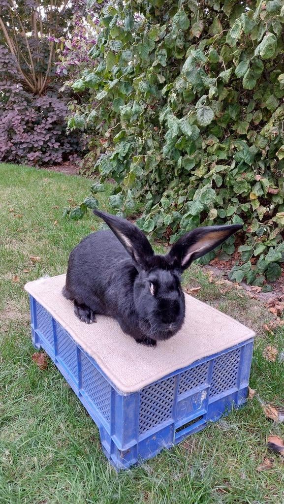 Reuzevlinder voedster- groot lotharinger, Dieren en Toebehoren, Konijnen, Groot