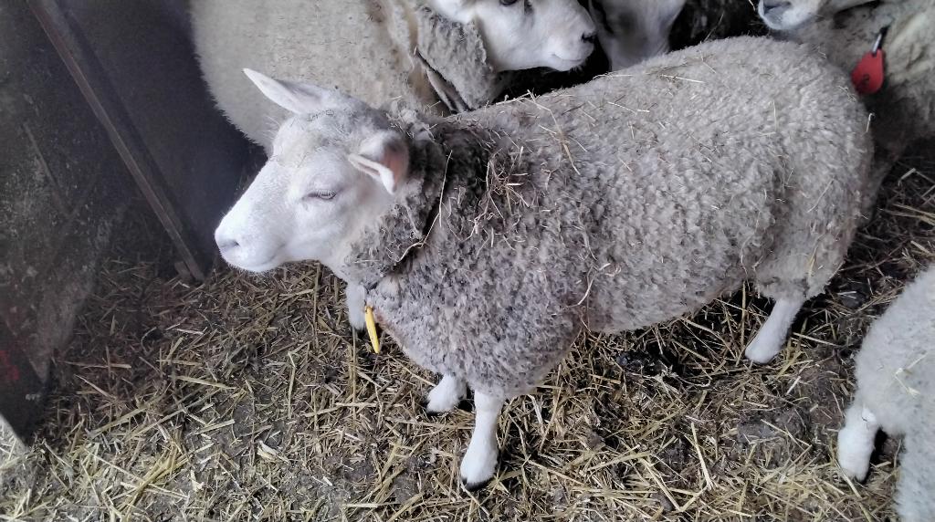 Texel ooi, Vrouwelijk, Schaap, 0 tot 2 jaar