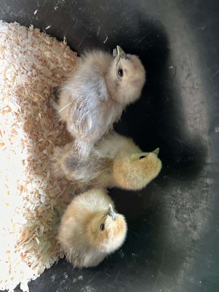 Kuikens zijdehoenders, Dieren en Toebehoren, Geslacht onbekend