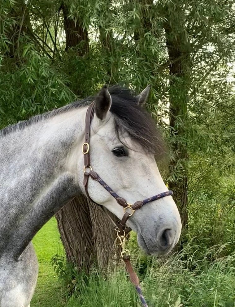 Shakespeare – Eerlijke en betrouwbare allround ruin, Dieren en Toebehoren, Paarden, Met stamboom, Ruin, 7 tot 10 jaar, Recreatiepaard