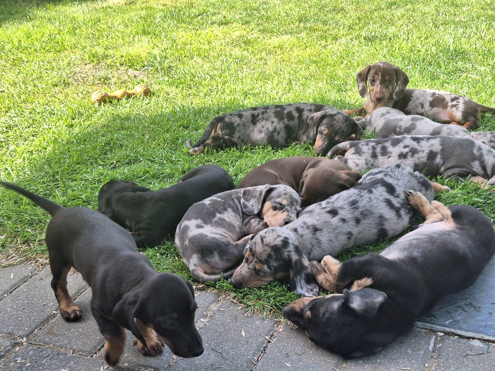 Dweg Teckel puppy's, Dieren en Toebehoren, Honden | Teckels en Dashonden, Korthaar, Dwerg, Fokker | Professioneel, Meerdere, België