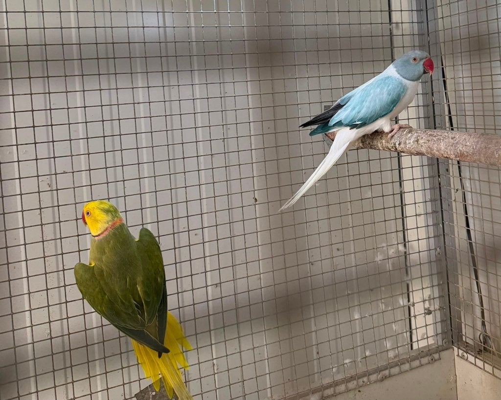 kweekkoppel halsbandparkieten opaline wkws, Dieren en Toebehoren, Papegaai