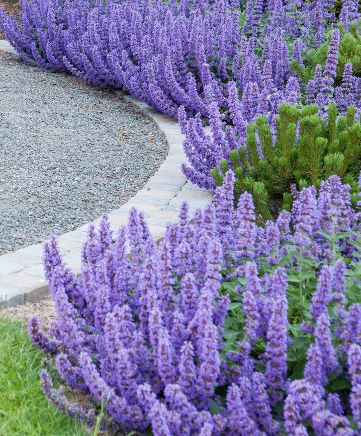 Nepeta 'Walkers low', Tuin en Terras, Ophalen, Lente, Vaste plant, Volle zon