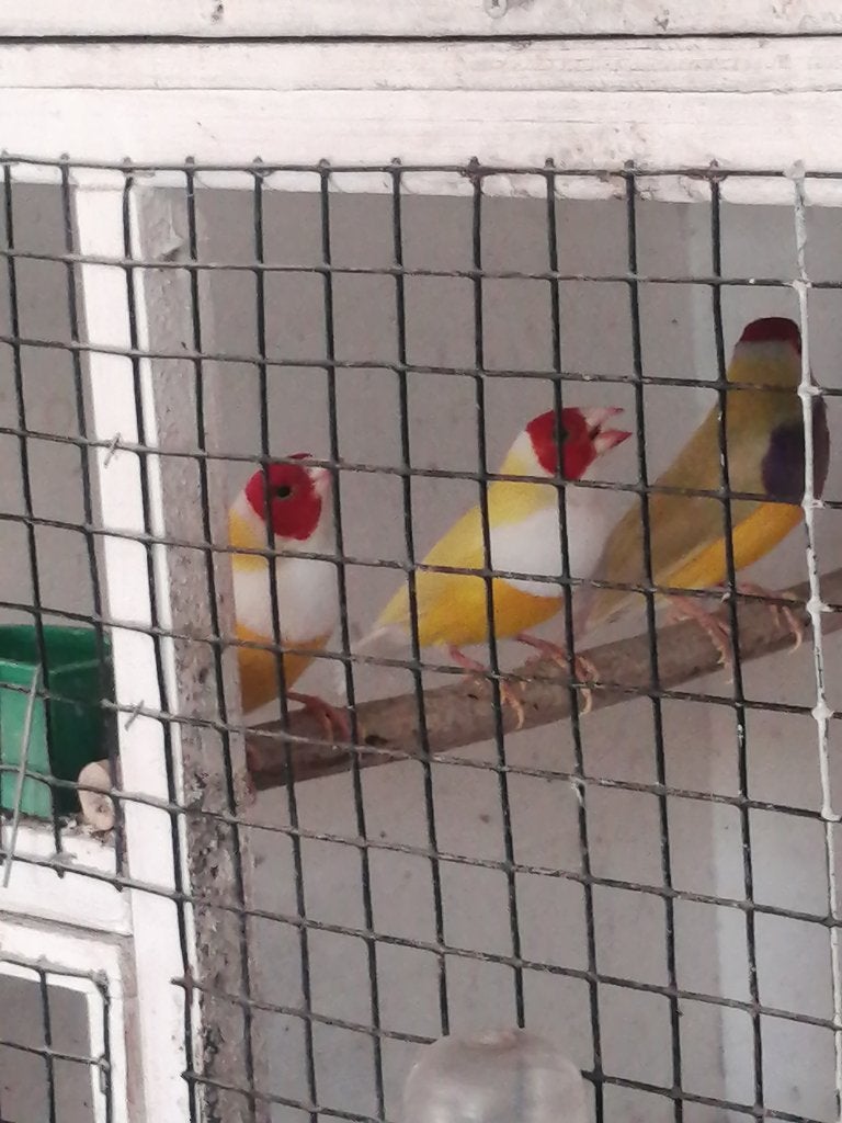 Gouldamadines, Dieren en Toebehoren, Vogels | Overige Vogels, Meerdere dieren, Tropenvogel