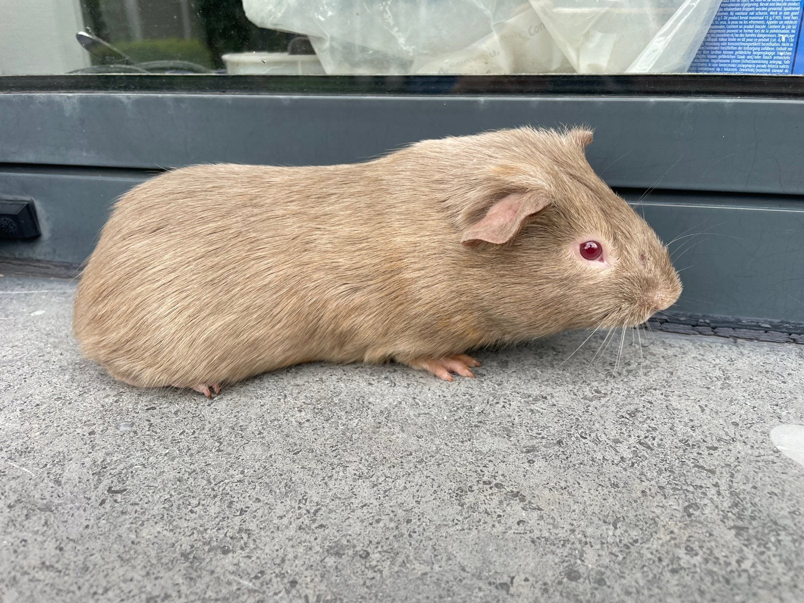 Jonge cavia, Mâle, Mars, Domestique, Cobaye