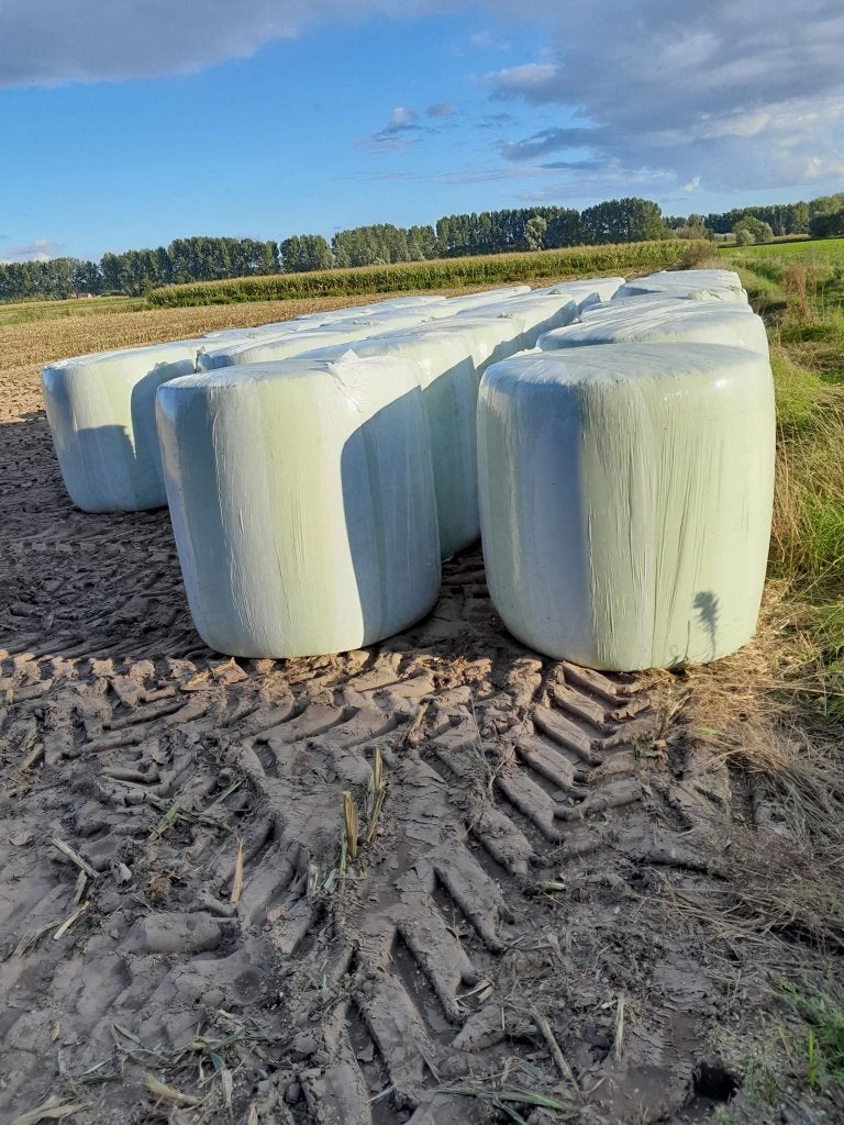 maisbalen, Enlèvement, Bétail