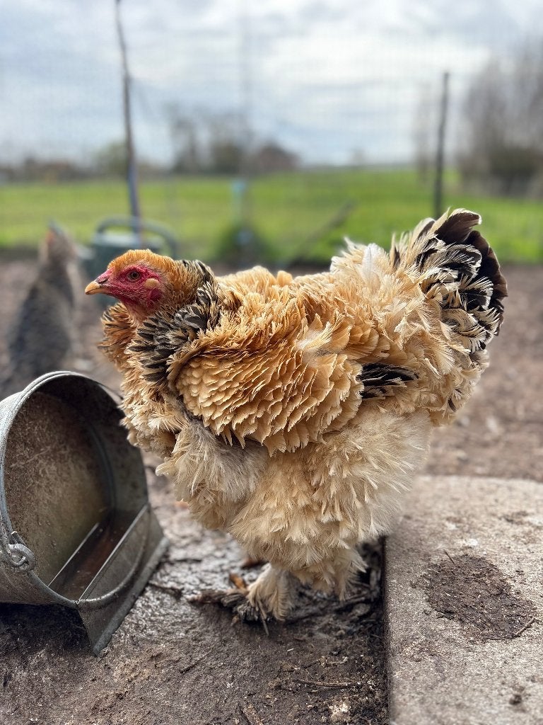 Brahma kippen, Meerdere dieren, Kip