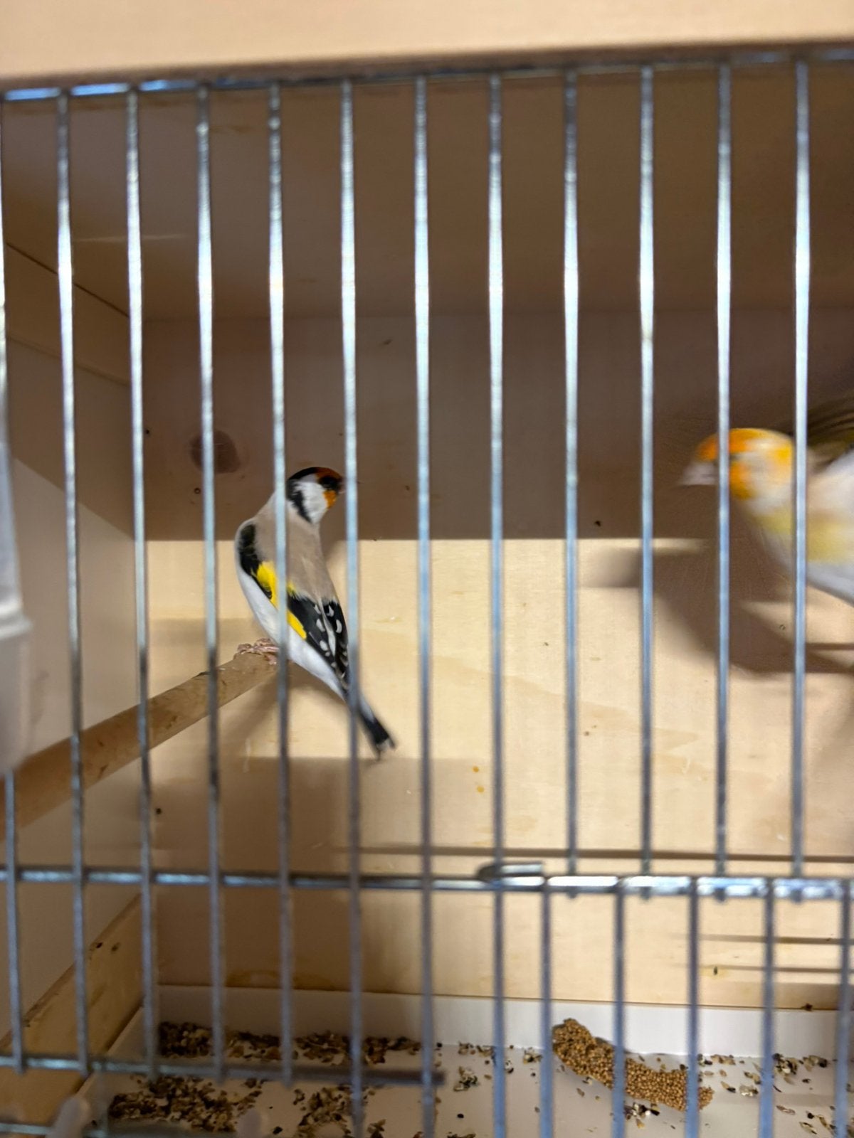 Majoor Putters, Dieren en Toebehoren, Ophalen