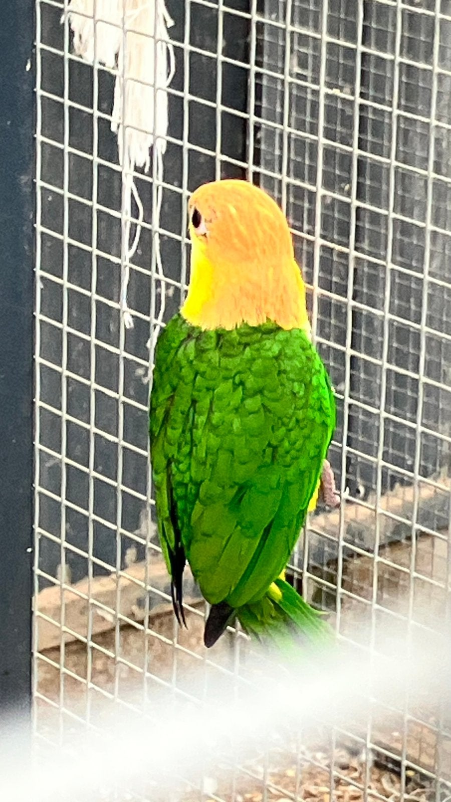 Roestkop caique, Geringd