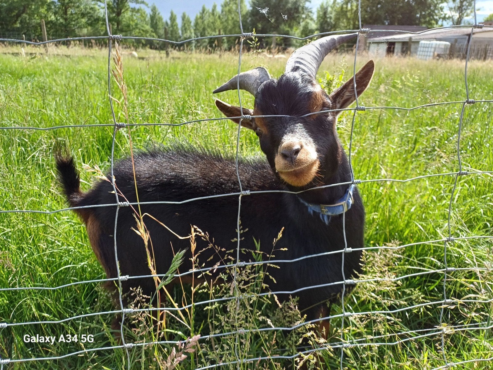 Zeer mooi en tam black and tan bokje met schimmel vader