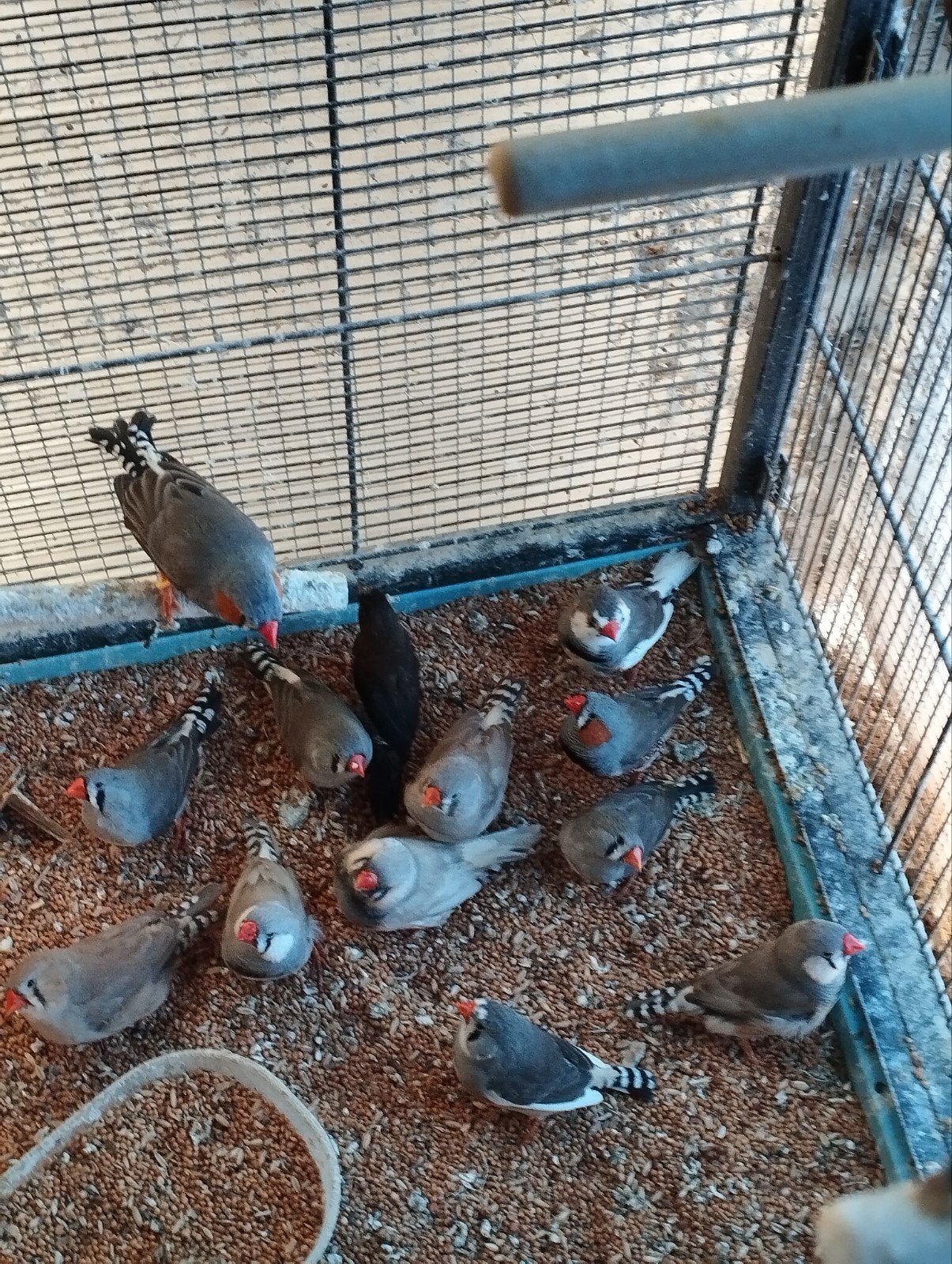 zebravinken, Dieren en Toebehoren, Vogels | Duiven