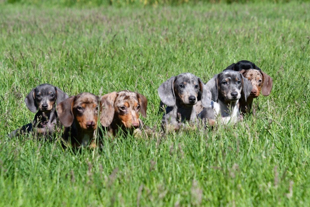 Kortharige Teckel pups te koop (dwerg), Dieren en Toebehoren, Honden | Teckels en Dashonden, 15 weken tot 1 jaar, Dwerg, Parvo